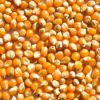 Argentinian Mushroom Popcorn Kernels