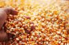 Maize Corn