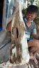 Agarwood