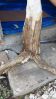 Agarwood
