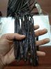 PNG VANILLA PLANIFOLIA...