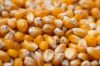 Corn Kernels