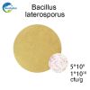 Bacillus Laterosporus