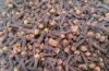 lalpari Clove AB6