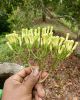 lalpari Clove AB6