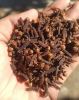 lalpari Clove AB6