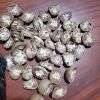 Betel Nuts Burma Quota