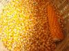 HIGH QUALITY Corn Maize Corn Silage Natural Material for Animal Feed Competitive Price From Vietnam