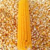 Dried Cracked/Broken Yellow Maize/Corn, Non-GMO, Fit for Animal Feed