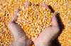 Durum hard wheat grains 100% prices from ukraine for hot saling