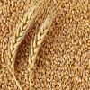 Cheap Wheat Grain/ Soft Milling Wheat Grain from Ukraine, Wheat Grains for Human&amp; Animal Consumption