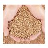 Durum hard wheat grains 100% prices from ukraine for hot saling