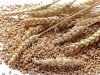 Cheap Wheat Grain/ Soft Milling Wheat Grain from Ukraine, Wheat Grains for Human&amp; Animal Consumption