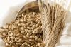 Top Best Quality Wheat / Barley
