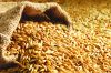 Premium Quality Dried Barley Seed For Animal Feed / Poultry Feed Consumption