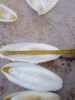 Wholesale Dry Cuttlebone Cuttlefish Bone for Pets Reptile Hermit Crab 100% Natural Cuttlefish Bone