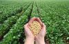 hot sale best quality china origin NON GMO soybean for export soya bean