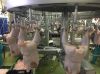 chicken suppliers in China