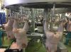 chicken suppliers in USA