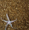 Dried Marine Star / Dr...