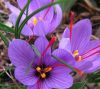 saffron