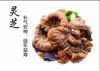 Natural Ganoderma Lucidum Herb Capsule