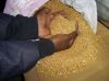 Dore Gold Bars