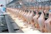 poultry meat food grade 10kg 25tons 15days  whole chicken frozen processed whole chicken