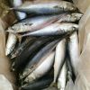 Whole fertile  frozen mackerel fish price frozen fish mackerel atlantic mackerel scomber scombrus frozen yellow tail horse macke