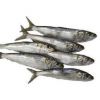 frozen fresh Sardine fish for canning  feed frozen sardine 25g 50tins cheap price canned sardine titus fish in vegetable oil