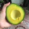 organic fresh avocados AND FUERTE Hass Avocados  hass and fuerte bulk suppliers best quality hass Avocados