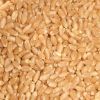 Wheat Grain,Soft ,Milling Wheat, Durum Wheat