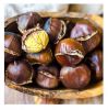 Good Selling Import Fresh High Quality Chestnuts Kernels For Sale