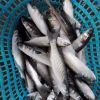 frozen grey mullet fillet price 10kg/ctn or 15kg/ctn,polybag for inner packing,carton box for outer packing  mullet fillet