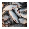 Salmon Fish Frozen Fillet Fresh And Frozen Atlantic Salmon Fish/Whole Frozen Salmon/Salmon Head For Sale