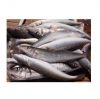 Frozen Seafood Hake Fish HGT / Whole Fish For Sale