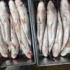 frozen grey mullet fillet price 10kg/ctn or 15kg/ctn,polybag for inner packing,carton box for outer packing  mullet fillet