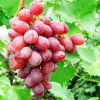 fresh red crimson grape green export quality from south africa hot selling fresh crimson seedless grape red globe grapes