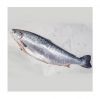 Salmon Fish Frozen Fillet Fresh And Frozen Atlantic Salmon Fish/Whole Frozen Salmon/Salmon Head For Sale