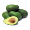 organic fresh avocados AND FUERTE Hass Avocados  hass and fuerte bulk suppliers best quality hass Avocados