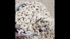 Wholesale custom private label w320 w450 Vacuum food grade 50 kg bag 28MT 15days shelled cashew nut kernel