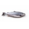 Salmon Fish Frozen Fillet Fresh And Frozen Atlantic Salmon Fish/Whole Frozen Salmon/Salmon Head For Sale