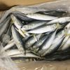 Whole fertile  frozen mackerel fish price frozen fish mackerel atlantic mackerel scomber scombrus frozen yellow tail horse macke