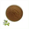 Bulk Olive Leaf Extract 10%--98% Oleuropein High Quality Olive Leaf Extract Powder