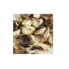 yellow frozen conch meat geoduck frozen escargots food grade 50kg bags 25tons 15days frozen conch meat whelk conch meat