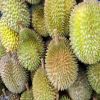 high quality fresh durian fruit with good price fresh durian fruit 10kg Carton Box/Polyfoam Box freeze dried durian