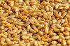 Wheat Grain,Soft ,Milling Wheat, Durum Wheat