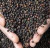bulk organic black and white pepper for cheap export price sales sarawak black pepper black pepper seeds for sale organic bulk