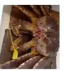 frozen wholesale crab leg meat cheap live mud blue frozen wild caught frozen alaskan legs boiled king crab