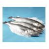 Fresh Frozen Hake Whole Fish / Frozen Whole Round Hake Fish for Sale